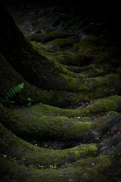 Moss-covered tree roots in a forest landscape at dusk Stock Photos