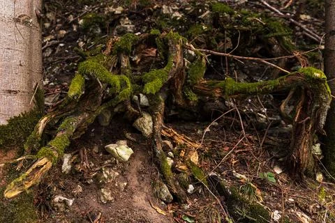 Moss Covered Tree Roots Gripping Rocky Forest Soil Foto stock