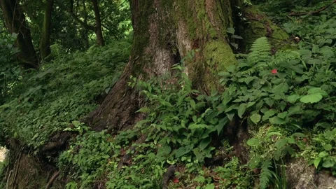 Moss-covered tree roots in lush green forest with ferns and wild plants. Dense Stock Footage 303523360