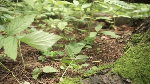 Moss covered tree roots. Panning Video stock 101477798