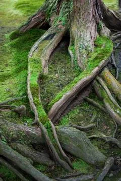 Moss covered tree roots Stock Photos