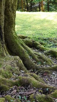 Moss-covered tree roots spreading across the forest floor Stock Photos