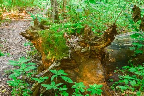 Moss Covered Tree Stump and Fallen Log in Dense Forest Stock Photos