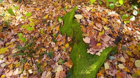 A moss-covered tree stump in autumn. Colorful fallen leaves cover the forest. Stock-Footage 323880488