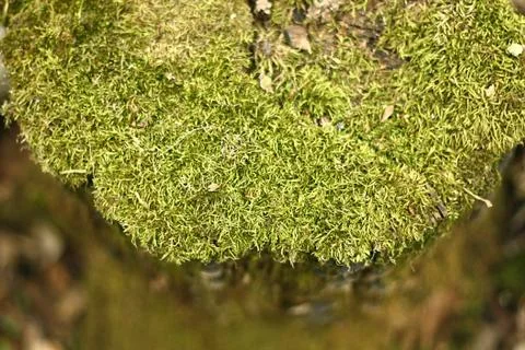 Moss covered tree stump background Stock Photos