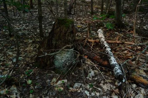 A moss-covered tree stump with fallen birch bark and scattered branches Fotos Stock