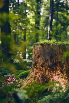 Moss covered tree stump in forest Stock Photos