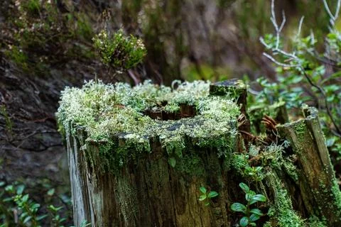 Moss-Covered Tree Stump in a Forest Stock Photos