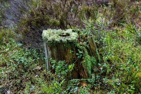 Moss-Covered Tree Stump in a Forest Stock Photos