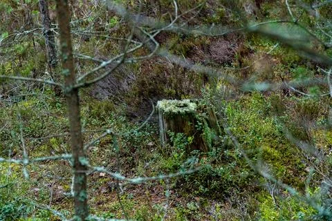Moss-Covered Tree Stump in a Forest Stock Photos