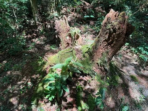 Moss covered tree stump in the forest Stock Photos