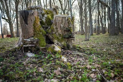 Moss-Covered Tree Stump in Forest Stock Photos