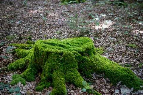 Moss covered tree stump in forest woodland. Stock Photos