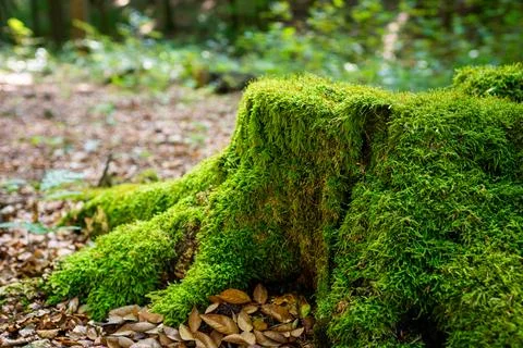 Moss covered tree stump in forest. Stock Photos