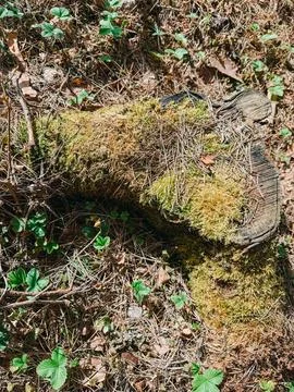 Moss Covered Tree Stump on Forest Floor with Pine Needles Photos