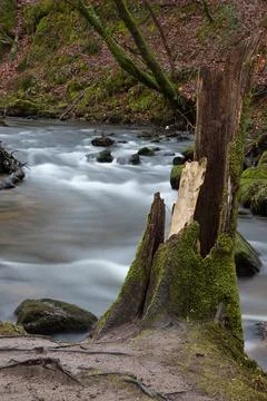 Moss covered tree stump on Golitha Falls Stock Photos