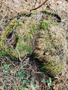 Moss Covered Tree Stump with Pine Needles in Forest Floor 库存照片