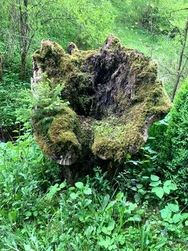 A moss-covered tree stump stands in the middle of a dense forest surrounded b Stock Photos