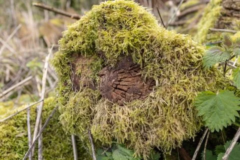 Moss covered tree stump surrounded by green foliage Stock Photos