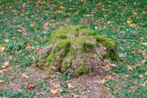 Moss-covered tree stump surrounded by autumn leaves and green foliage in a .. Stock Photos