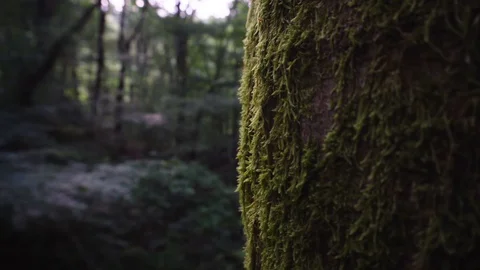 Moss covered tree in a subtropical forest Video stock 129331091