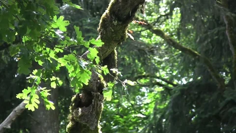 Moss-Covered Tree in Sunlit Forest Canopy Stock Footage 327193346