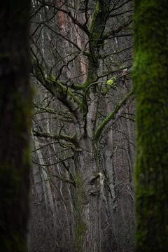 Moss-Covered Tree Surrounded by Dense Forest in Early Spring Stock Photos