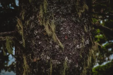 Moss-Covered Tree Trunk in Alaskan Wilderness Stock Photos