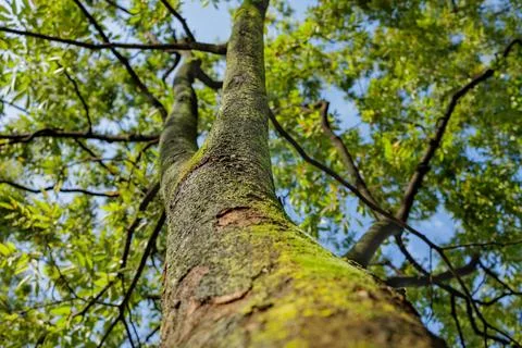 Moss Covered Tree Trunk and Canopy Rising Up to the Sky Stock Photos