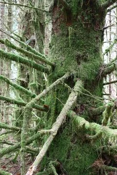 Moss covered tree trunk and branches in Scottish Highlands forest Stock Photos