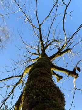 A moss-covered tree trunk with bare branches against a blue sky Foto stock