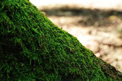 Moss covered tree trunk base close up against bright sun light in the backgro Photos