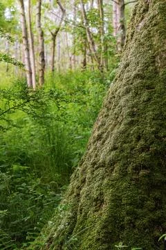 Moss covered tree trunk base in birch woodland with lush undergrowth Stock Photos