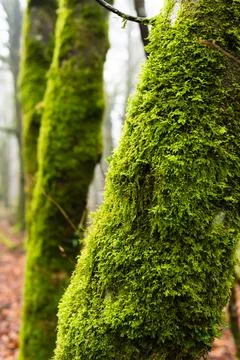 Moss Covered Tree Trunk in Beaworthy Woodland Stock Photos