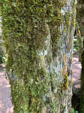 Moss covered tree trunk close-up Stock Photos