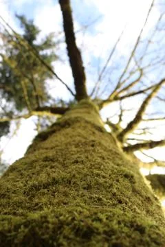 Moss covered tree trunk closeup Stock Photos