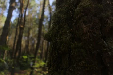 Moss Covered Tree Trunk in a Deep Forest: A Close Up View of Nature's Texture Stock Photos