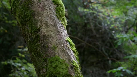 Moss-Covered Tree Trunk in Dense Forest Setting Vídeos de archivo 334124180
