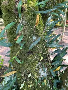 Moss covered tree trunk with ferns Stock Photos