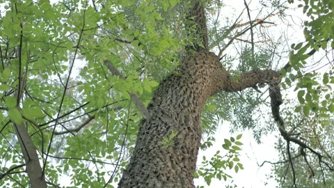 Moss Covered Tree Trunk In The Forest In Sunlight Stock Footage 88880044