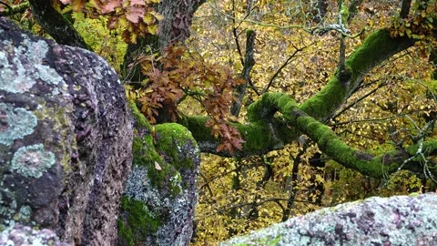 Moss-covered tree trunk. Forest environment Stock Footage 146388206