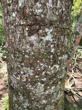 Moss covered tree trunk in the forest Stock Photos