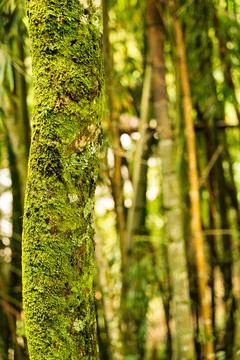 A Moss-Covered Tree Trunk in a Green Forest Stock Photos