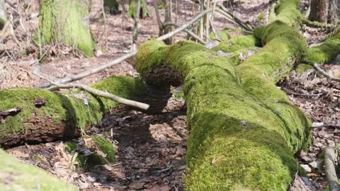 Moss Covered Tree Trunk on Ground Spring Day in Nordic Nature, Dolly Rising Shot Stock-Footage 229952704
