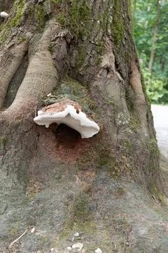 Moss-covered tree trunk hosts a white, fleshy fungus Foto stock