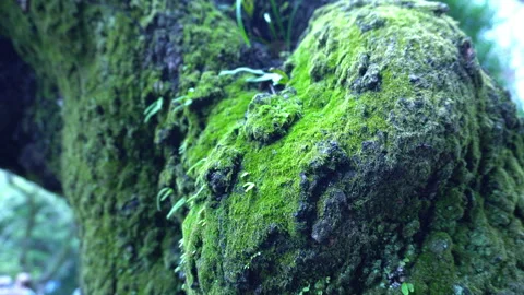 Moss Covered Tree Trunk in Japanese Garden Stock Footage 331660220