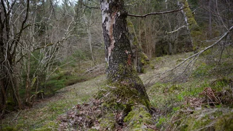 Moss-covered tree trunk in a leafy Norwegian forest Vídeos de archivo 334129802