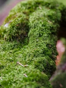 Moss-covered tree trunk with lichen strands Stock Photos