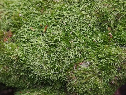 Moss-covered tree trunk with lichen strands Stock Photos