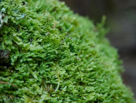 Moss-covered tree trunk with lichen strands Stock Photos